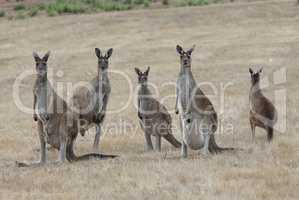 Western Grey Kangaroo, Macropus fuliginosus