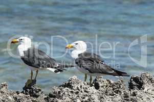 Pacific Gull, Larus pacificus