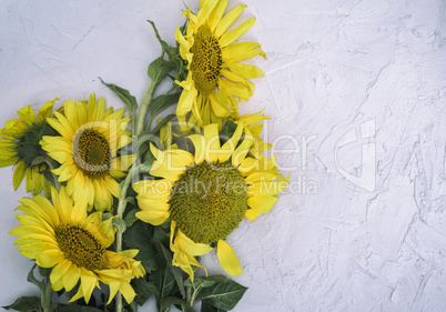 bouquet of blooming yellow sunflowers