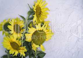 bouquet of blooming yellow sunflowers
