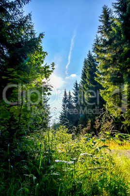 Gegenlicht Sonne mit Strahlen im Wald im Sommer