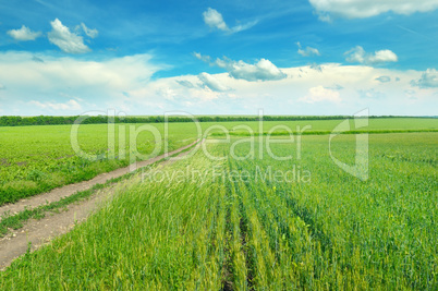 Field with ripe ears of wheat and blue cloudy sky
