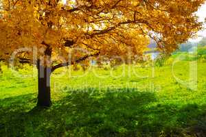 Maple tree in autumn