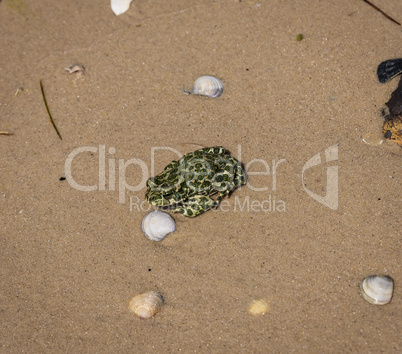 earth frog on the sand on a summer day