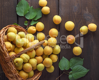 ripe yellow apricots scattered from a wicker basket