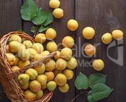 ripe yellow apricots scattered from a wicker basket