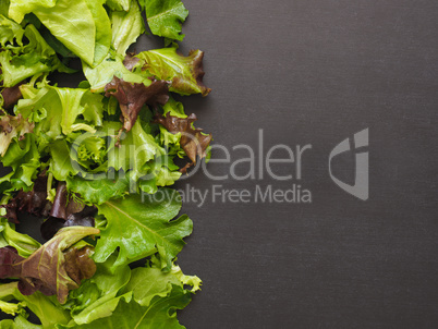 Fresh lettuce on a chalkboard
