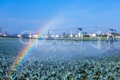 watering a cabbage field