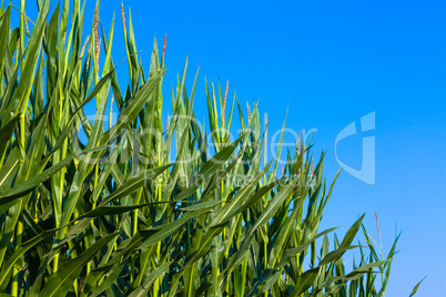 corn plants against blue sky