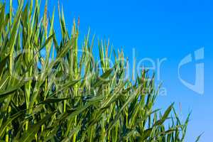 corn plants against blue sky