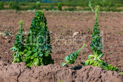 overripe salad on the field