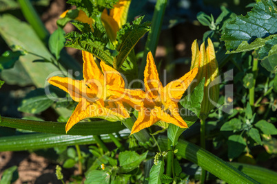 courgette plant blooming