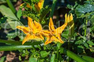 courgette plant blooming