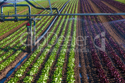 watering the salad seedlings