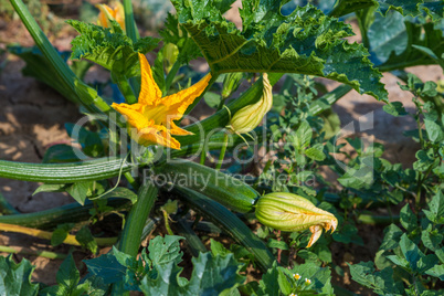 young zucchini plant on the field
