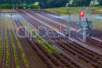 watering young seedlings