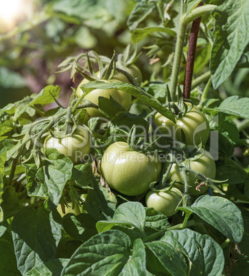 bush with green tomatoes in the garden