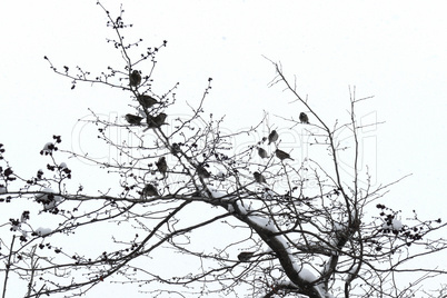 Sparrow flock on a tree with snow. Winter time