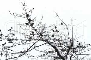 Sparrow flock on a tree with snow. Winter time
