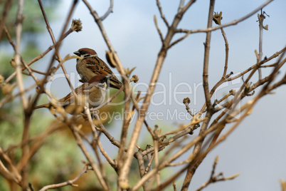 Couple of Eurasian tree sparrows standing on a tree branch