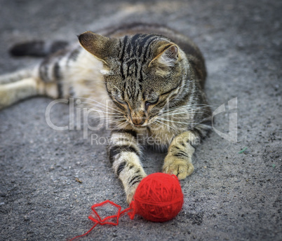 young gray kitten playing with a red woolen ball