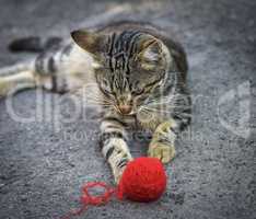 young gray kitten playing with a red woolen ball