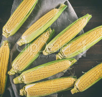 lot of fresh ripe corn cobs,  top view