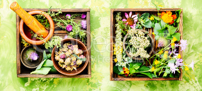 Herbs medicine flowers