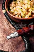 oriental shisha with white currant