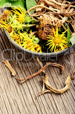 Root and flowers of inula