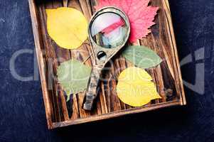 Pressed dried herbarium