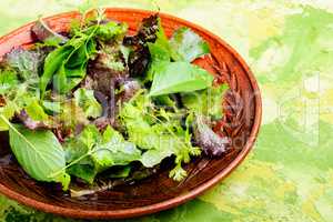 Healthy green salad