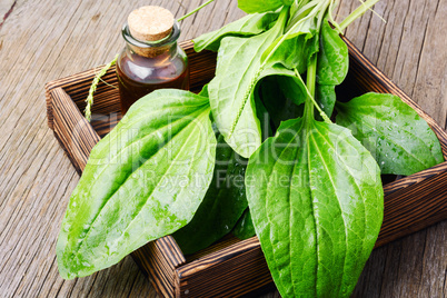 Green plantain plantago