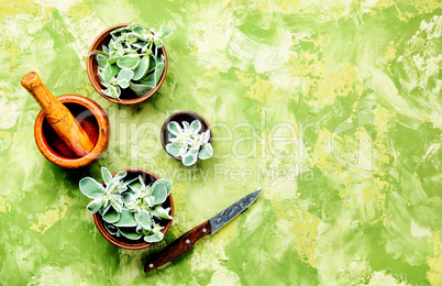 Euphorbia - an ancient means of folk medicine