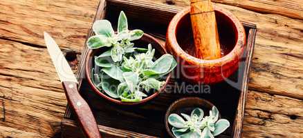 Euphorbia - an ancient means of folk medicine