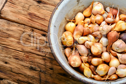 Set of a tulip bulb