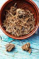 Roots and rhizomes Valerian officinalis