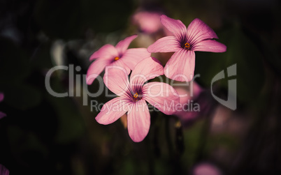 pink oxalis flower close up