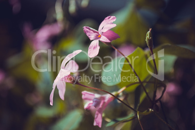 light pink oxalis flower close up