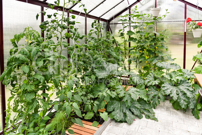 Gemüseanbau im Gewächshaus im Garten