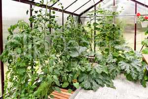 Gemüseanbau im Gewächshaus im Garten