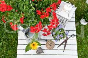 Gartendekoration mit roten Geranien und einer Gießkanne Werkzeu