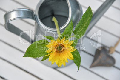 Sonnenblume in einer Gießkanne von oben mit Herz