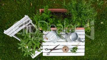 Kräuter und Garten Utensilien auf weißem Holz Hintergrund von