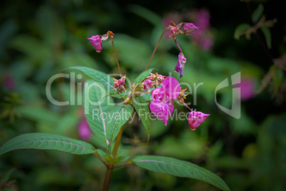 Neophyten im Wald rosa Springkraut