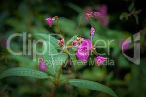 Neophyten im Wald rosa Springkraut