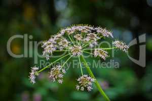 Pflanze im Wald im Sommer