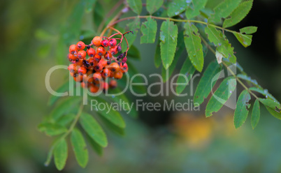 Eberesche Beeren rot Pflanze im Wald im Sommer