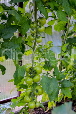 grüne Tomaten Gemüseanbau im Gewächshaus im Garten