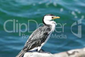 Little Pied Cormorant, Microcarbo melanoleucos